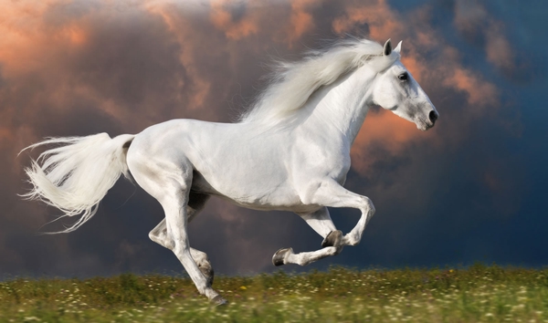 pferd_zephir-large.jpg